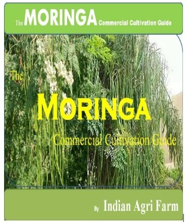 Moringa Cultivation Guide - English
