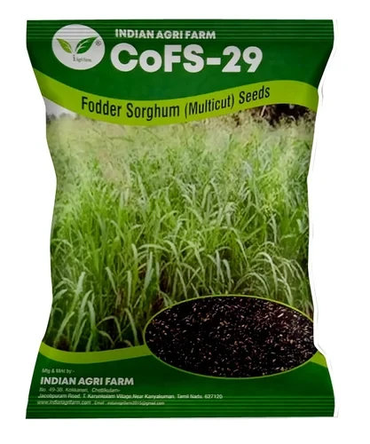 CoFs 29 Fodder Sorghum Seed - 1 Kg - MultiCut for Fodder Cultivatoin