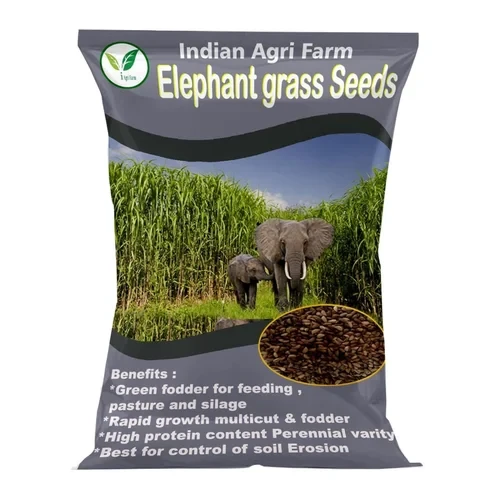 Elephant Grass Seed - 1 Kg - Pennisetum purpureum - Napier grass seed - Multicut Grass Seed